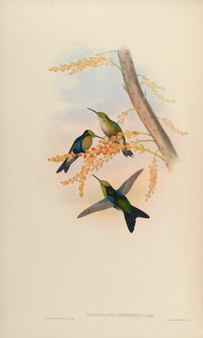 Thalurania verticeps = Thalurania fannyi verticeps by John Gould
